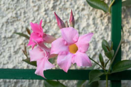 Mandevilla Sanderi (Summerstar Pink)