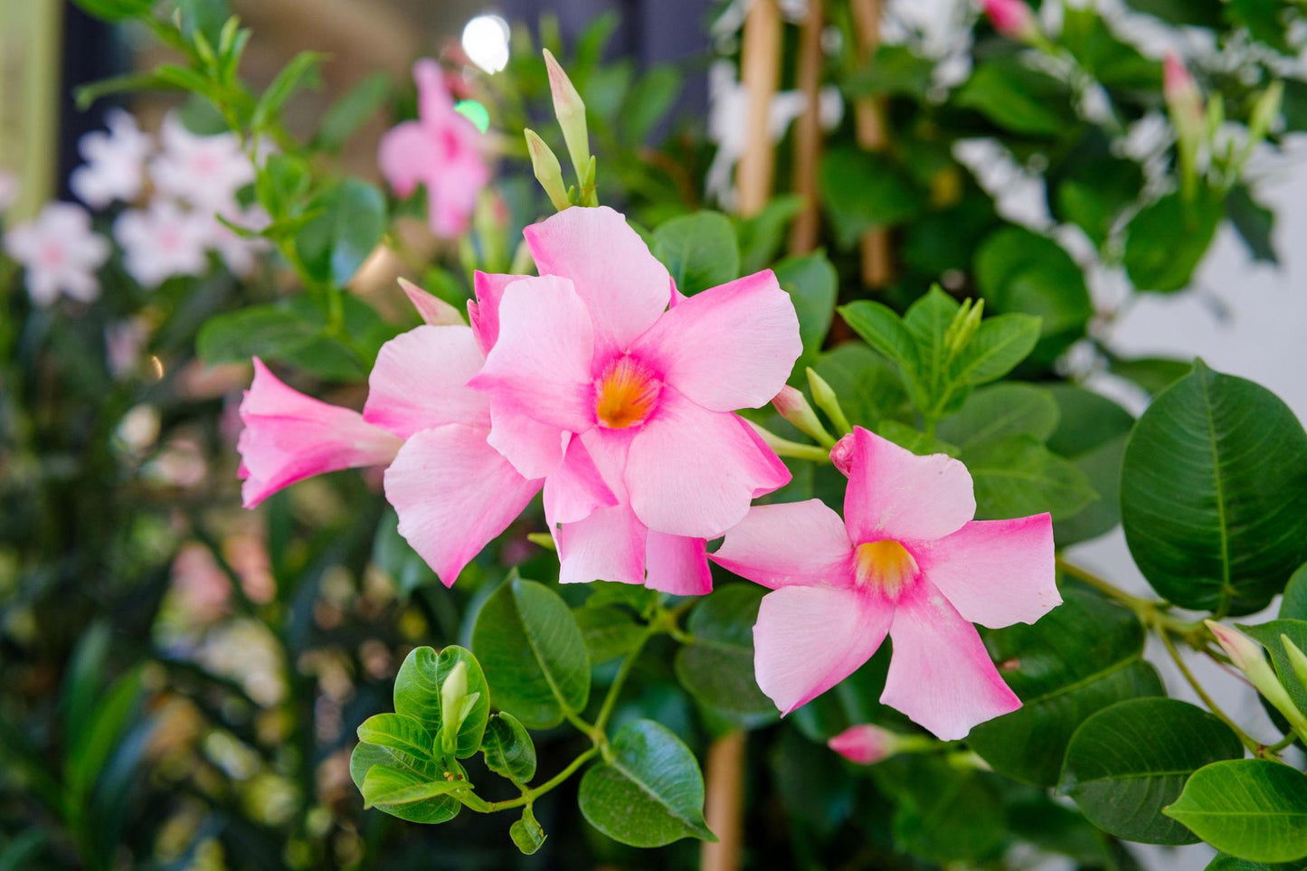 Mandevilla Sanderi (Summerstar Pink)