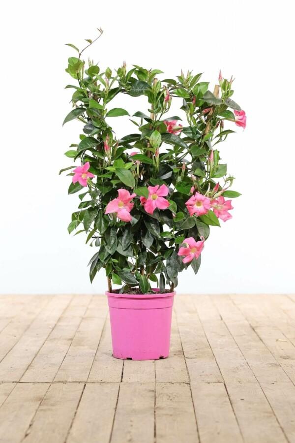 Mandevilla Sanderi (Summerstar Pink)