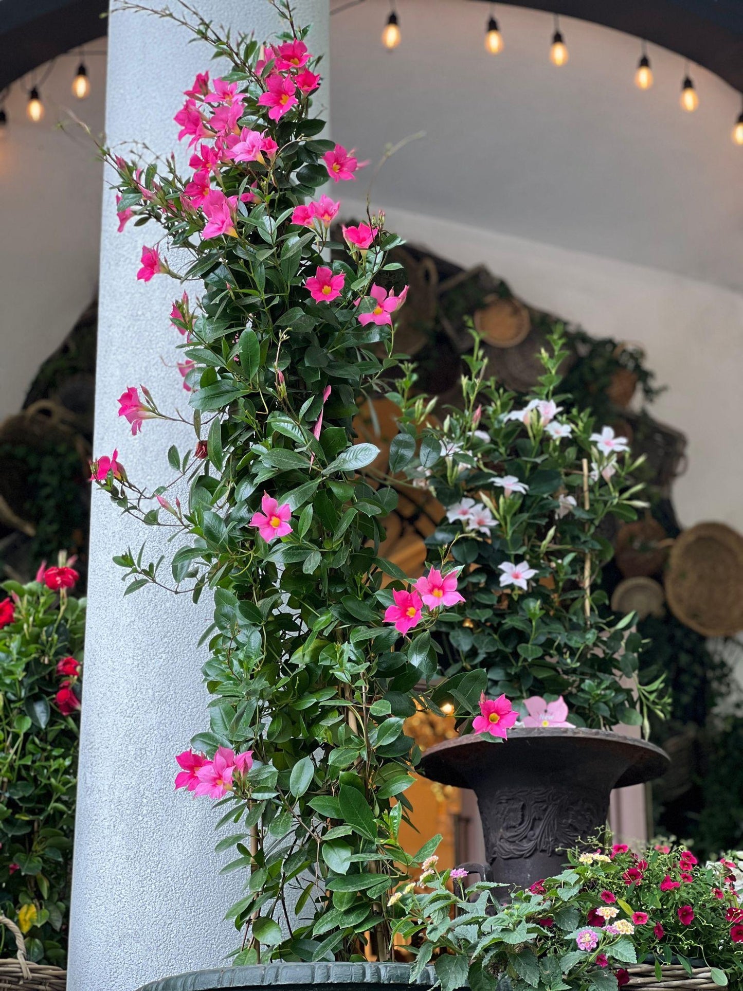 Mandevilla ‘Sun Parasol Double Pink Blush’