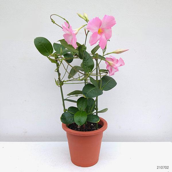 Mandevilla ‘Sun Parasol Double Pink Blush’