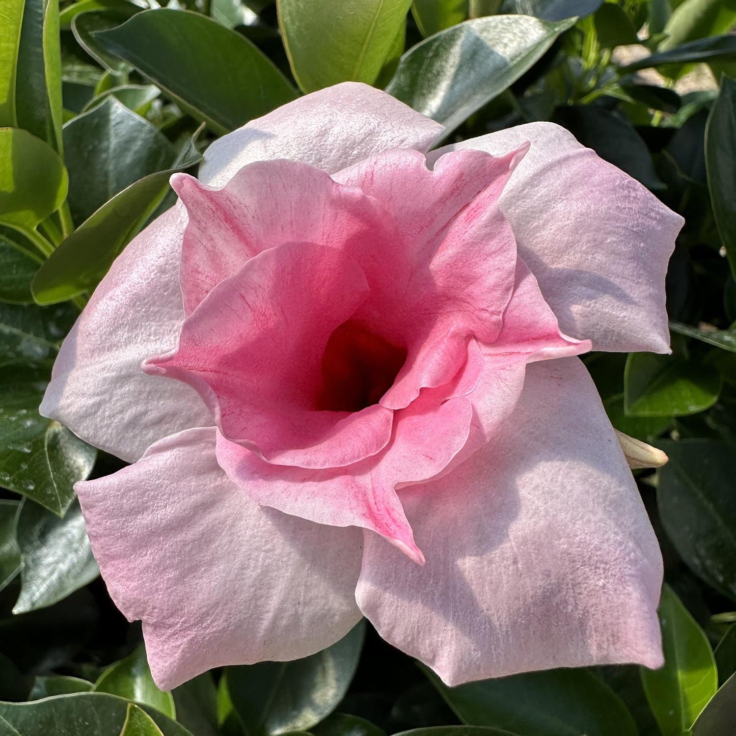Mandevilla ‘Sun Parasol Double Pink Blush’