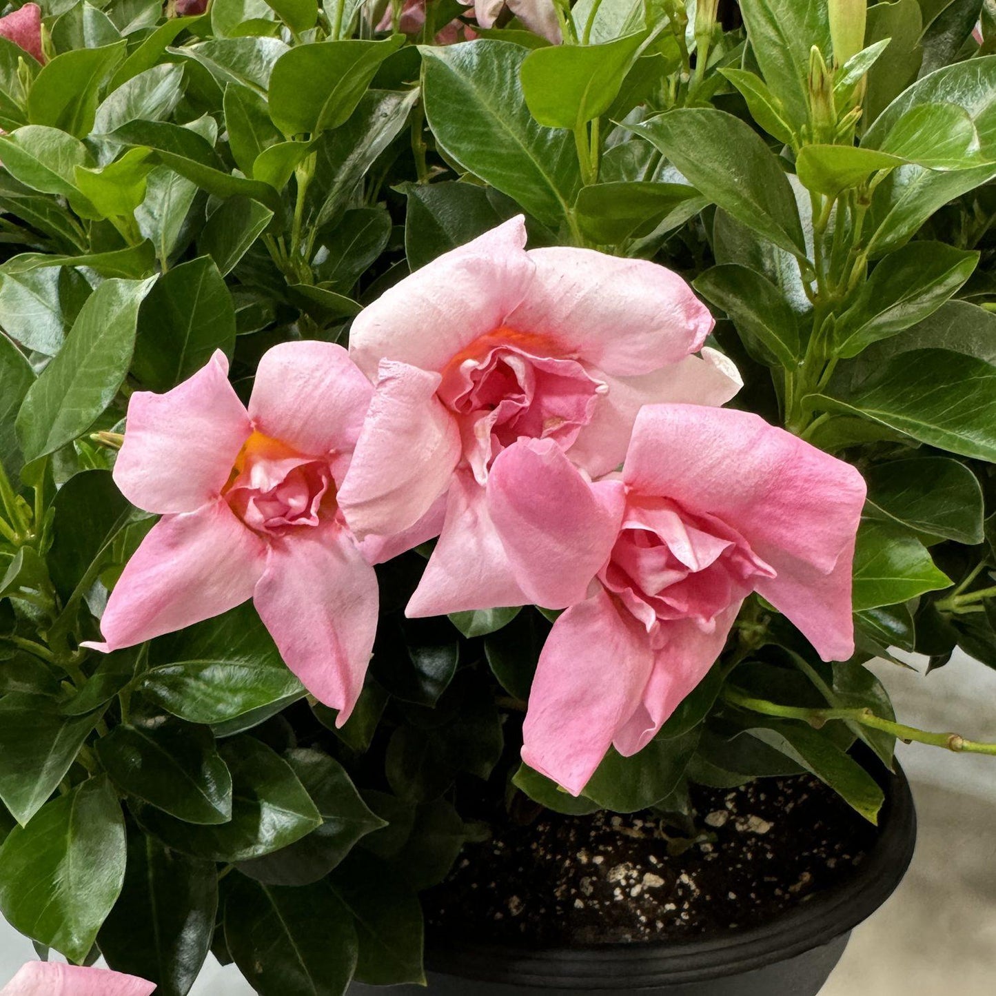 Mandevilla ‘Sun Parasol Double Pink Blush’