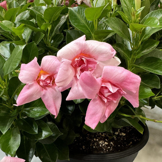 Mandevilla ‘Sun Parasol Double Pink Blush’