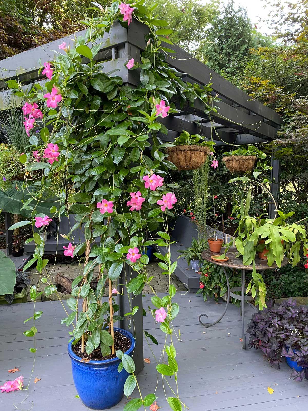 Mandevilla ‘Sun Parasol Mauvelous’ (Dipladenia Sun Parasol Mauvelous)