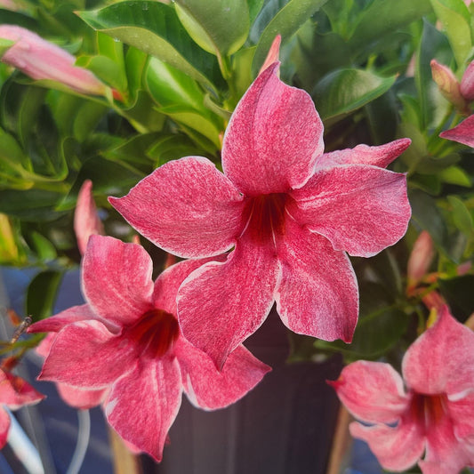Mandevilla ‘Sun Parasol Mauvelous’ (Dipladenia Sun Parasol Mauvelous)