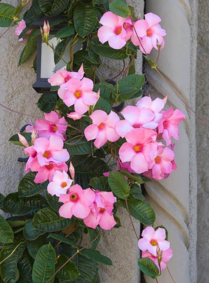 Mandevilla ‘Sun Parasol Mauvelous’ (Dipladenia Sun Parasol Mauvelous)