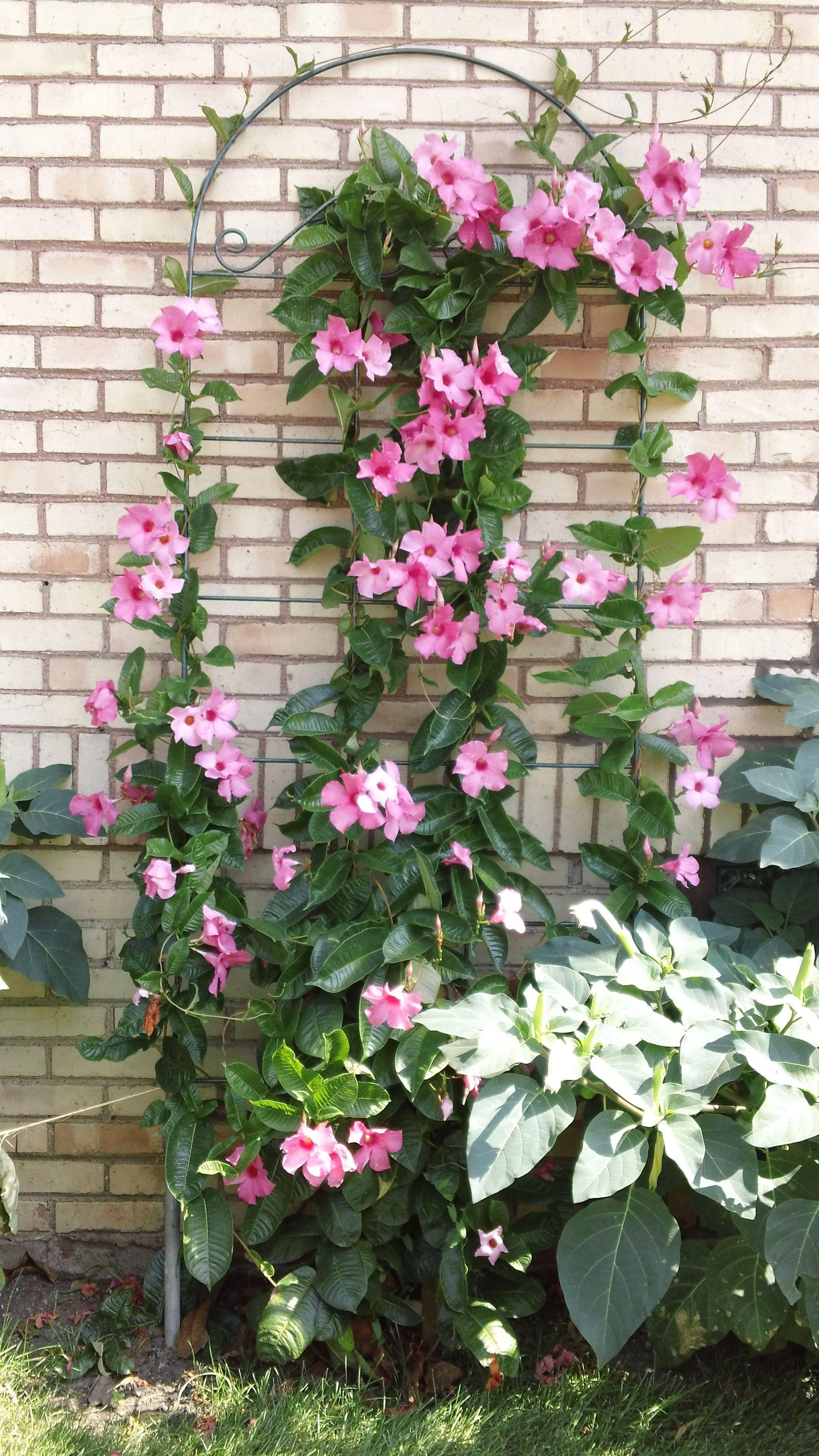 Mandevilla ‘Sun Parasol Mauvelous’ (Dipladenia Sun Parasol Mauvelous)