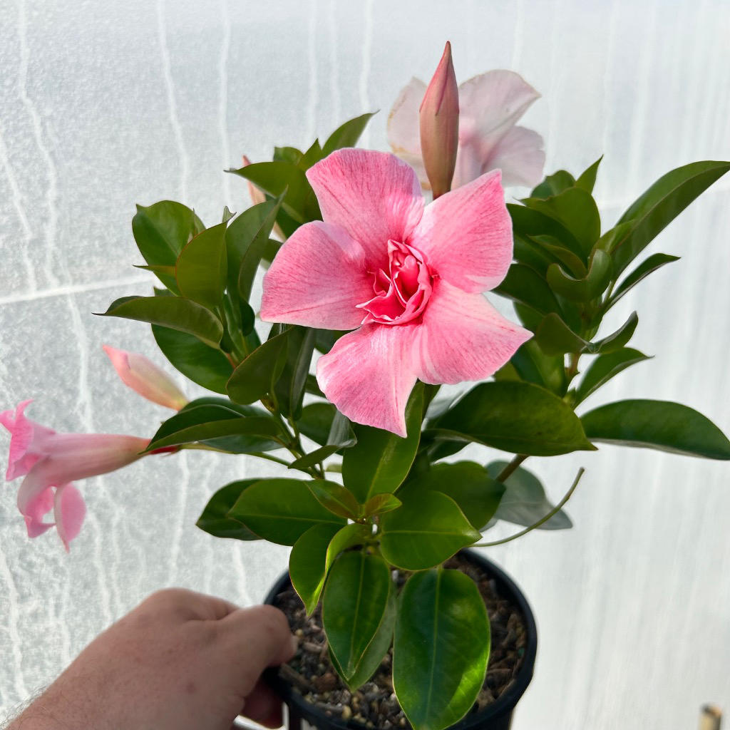 Mandevilla ‘Sun Parasol Double Pink Blush’