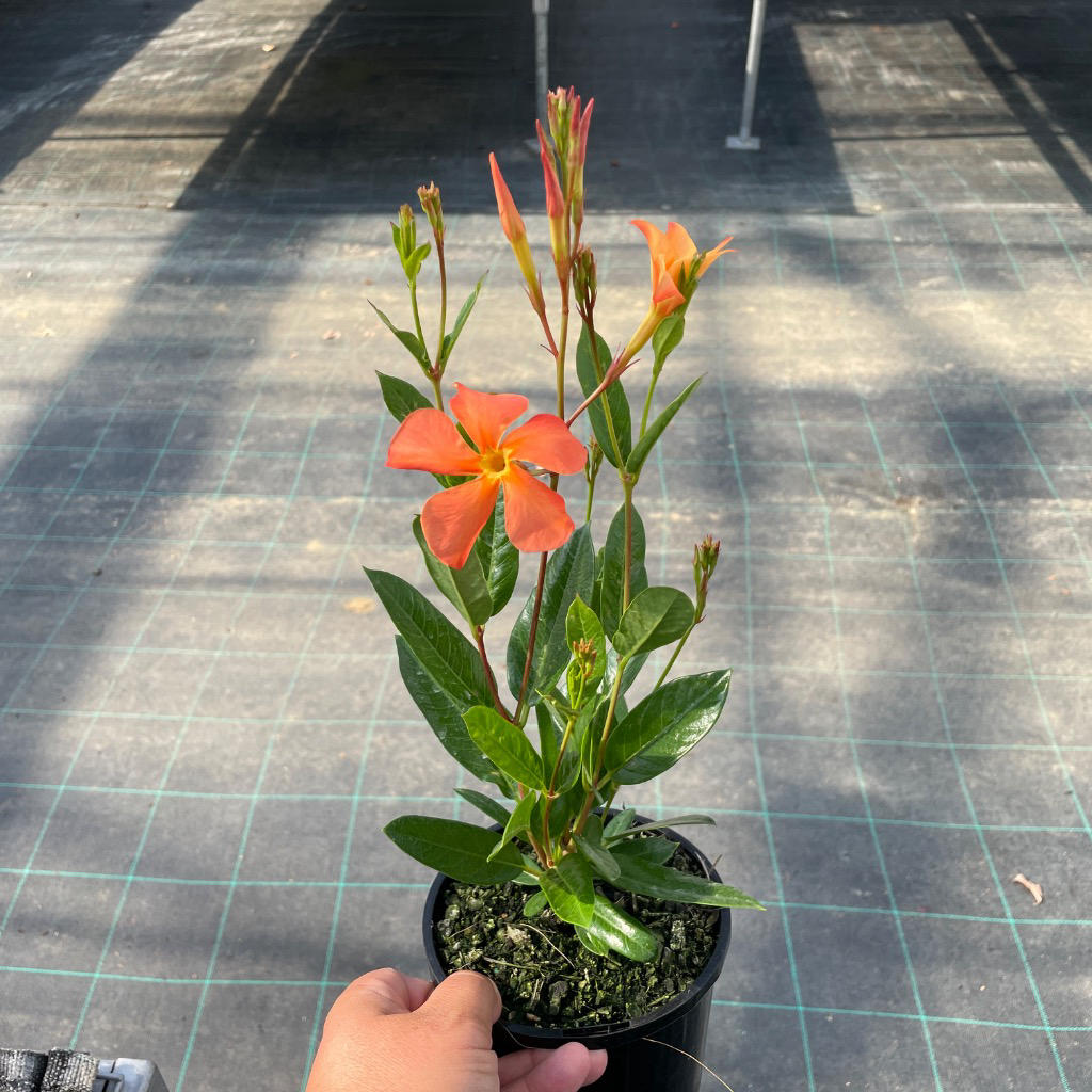 Mandevilla 'Sun Parasol® Fired Up Orange' (Mandevilla)