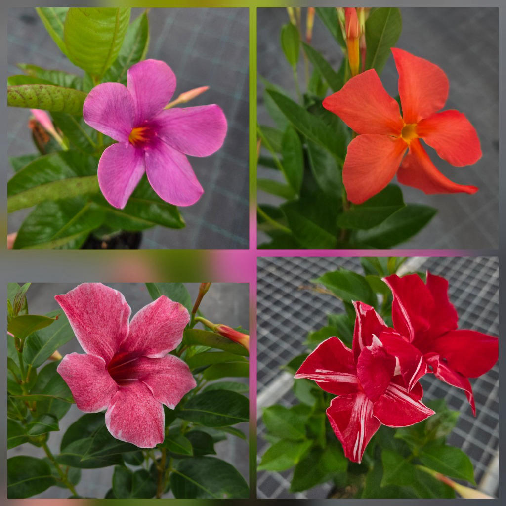 Mandevilla Hybrida Sun Parasol® Mix (Mandevilla)