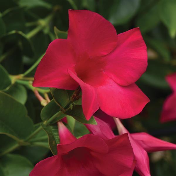 Mandevilla ‘Tourmaline Intense Fuchsia’ (Dipladenia Tourmaline Intense Fuchsia)
