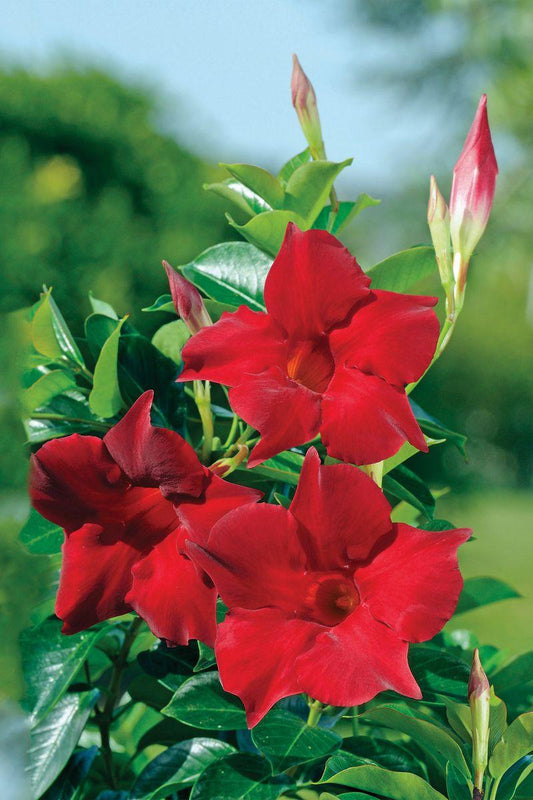 Mandevilla ‘Tourmaline Intense Fuchsia’ (Dipladenia Tourmaline Intense Fuchsia)