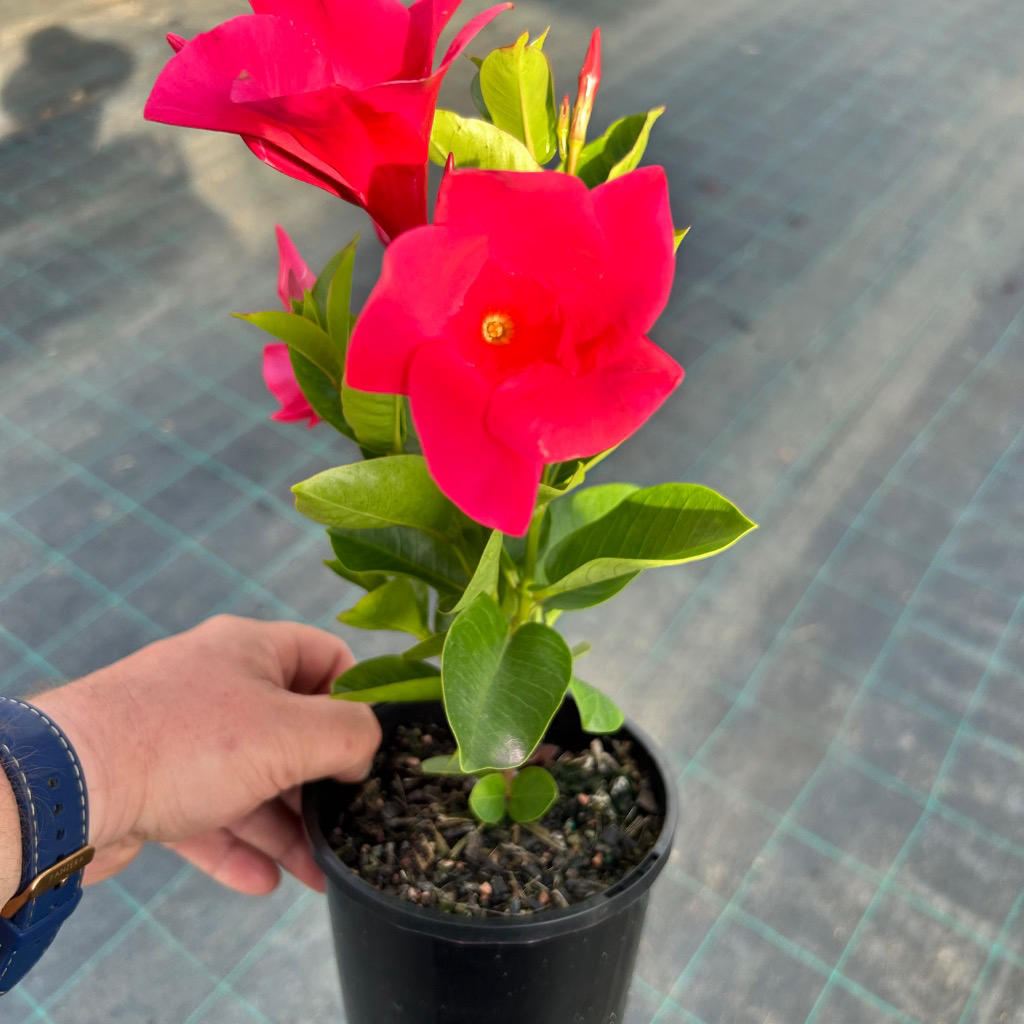 Mandevilla ‘Tourmaline Intense Fuchsia’ (Dipladenia Tourmaline Intense Fuchsia)