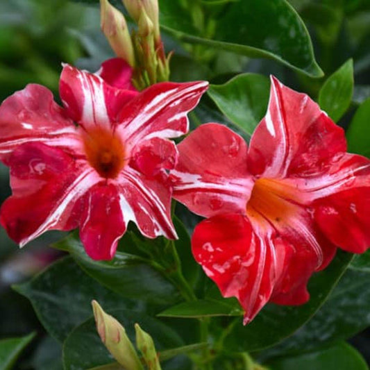 Mandevilla hybrid (Sun Parasol Stars And Stripes)