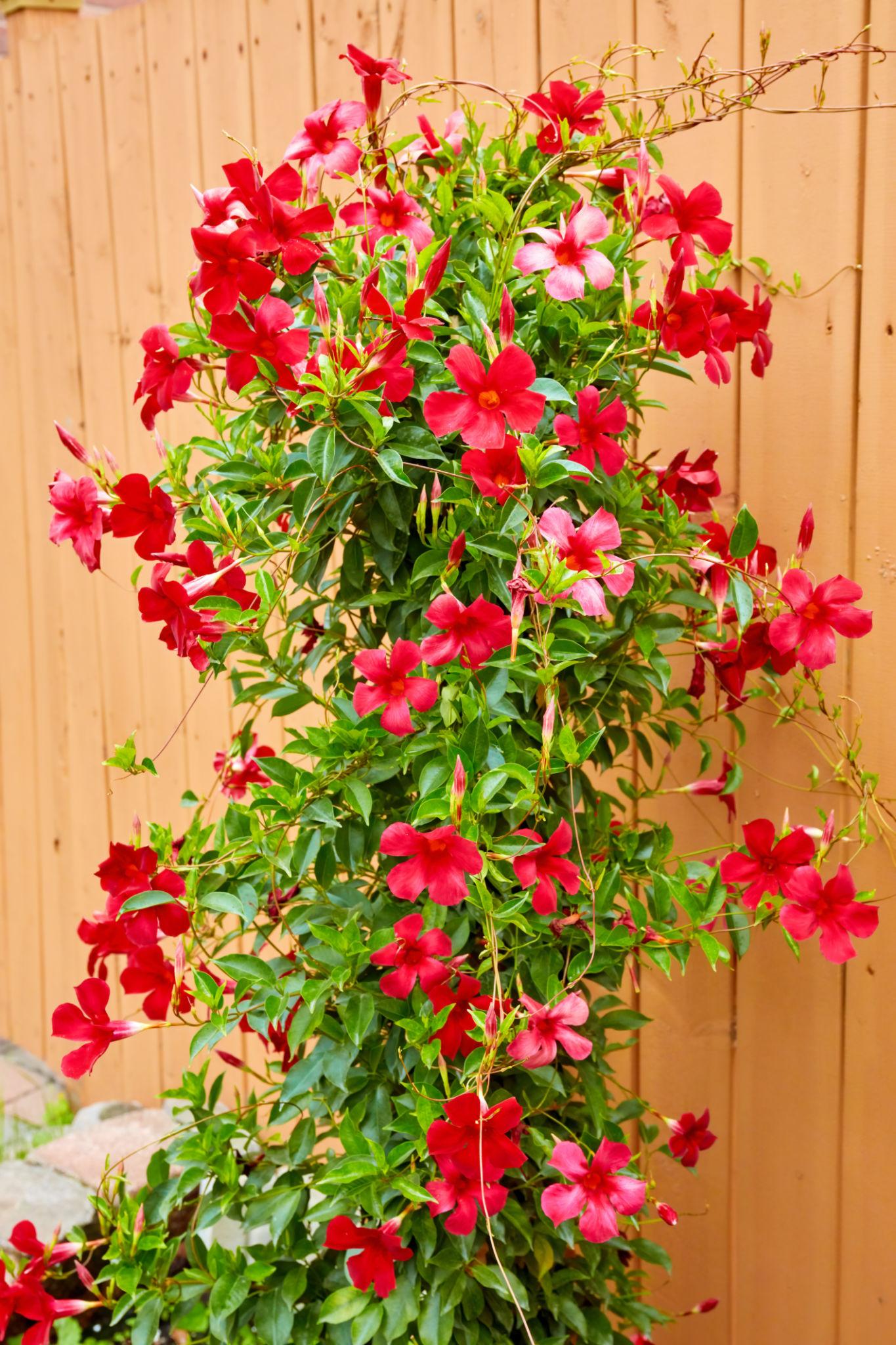 Mandevilla hybrid (Sun Parasol Stars And Stripes)