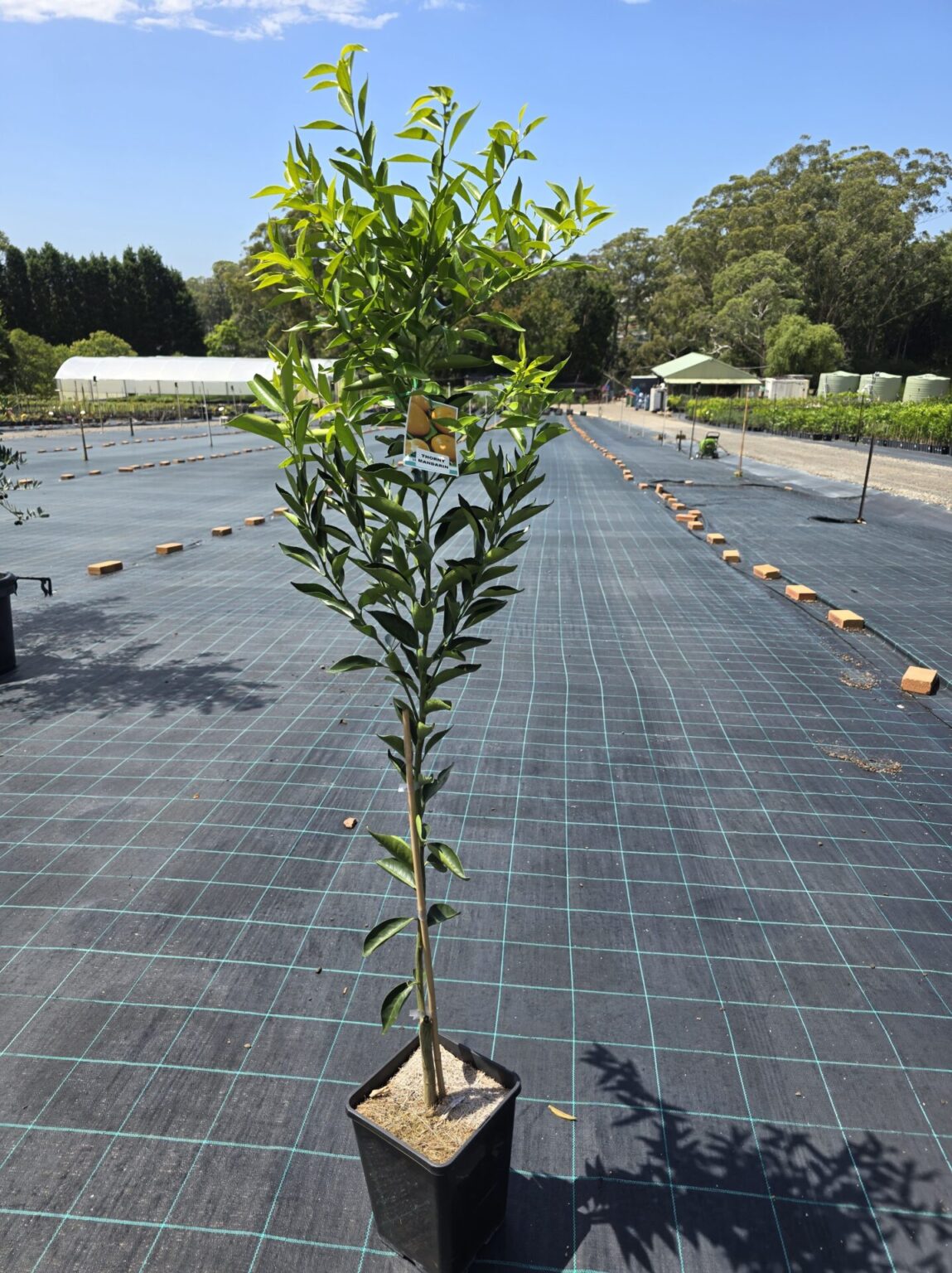 Citrus deliciosa ‘FairchildLS’ (Mandarin Thorny Grafted)