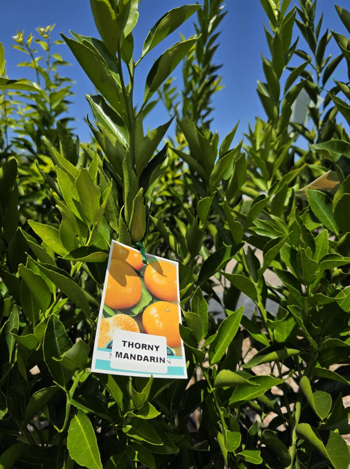Citrus deliciosa ‘FairchildLS’ (Mandarin Thorny Grafted)