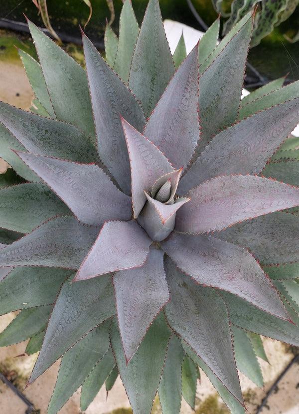 Mangave ‘Purple People Eater’ (Mangave Purple People Eater)