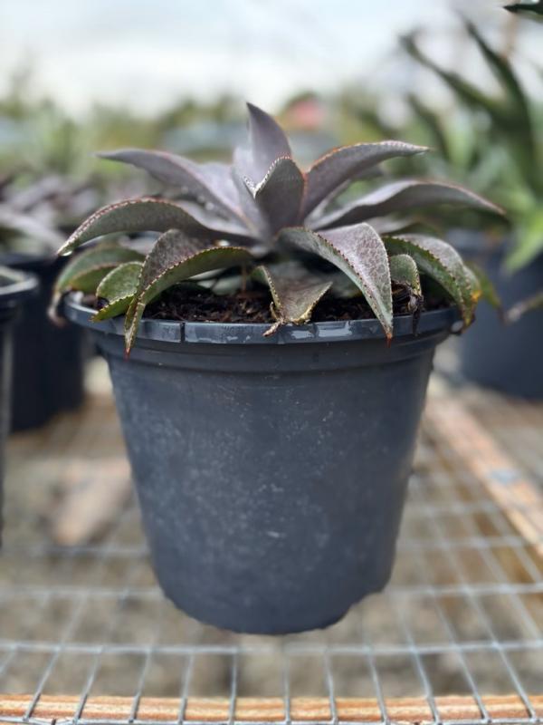Mangave ‘Purple People Eater’ (Mangave Purple People Eater)