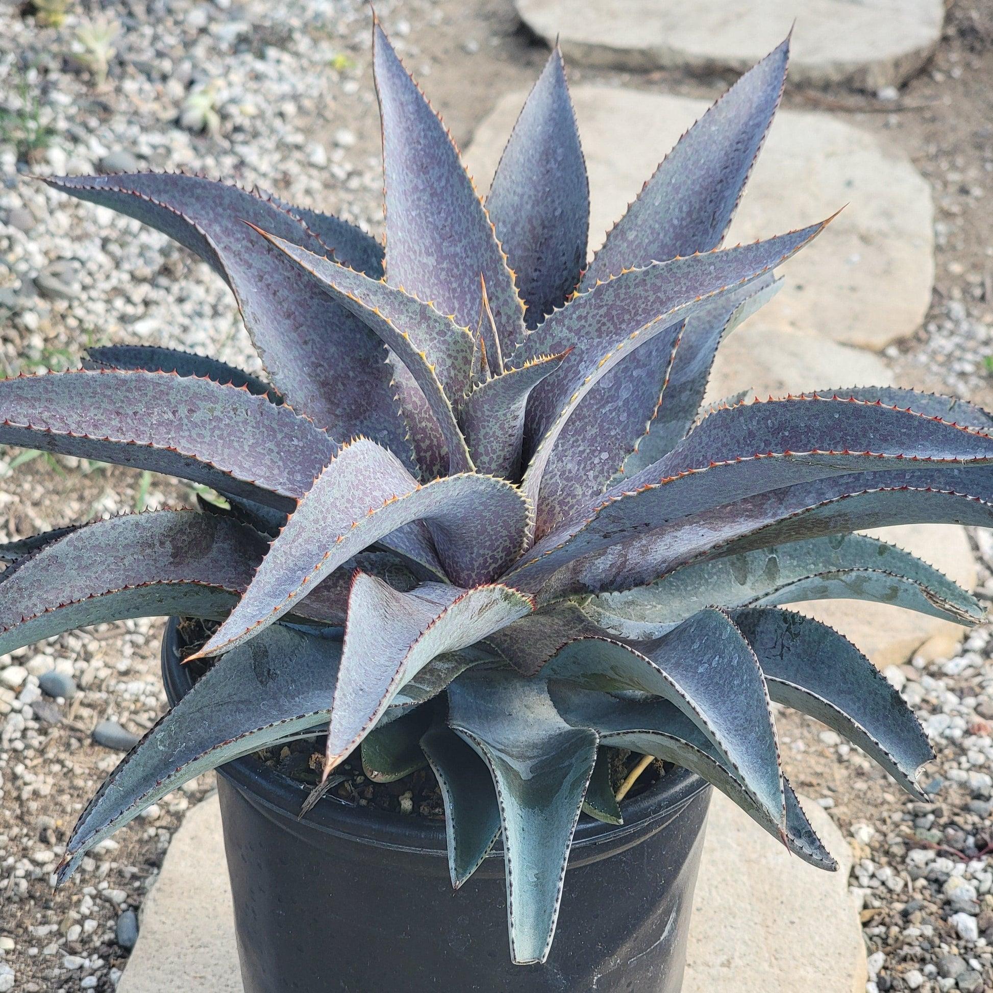 Mangave ‘Purple People Eater’ (Mangave Purple People Eater)