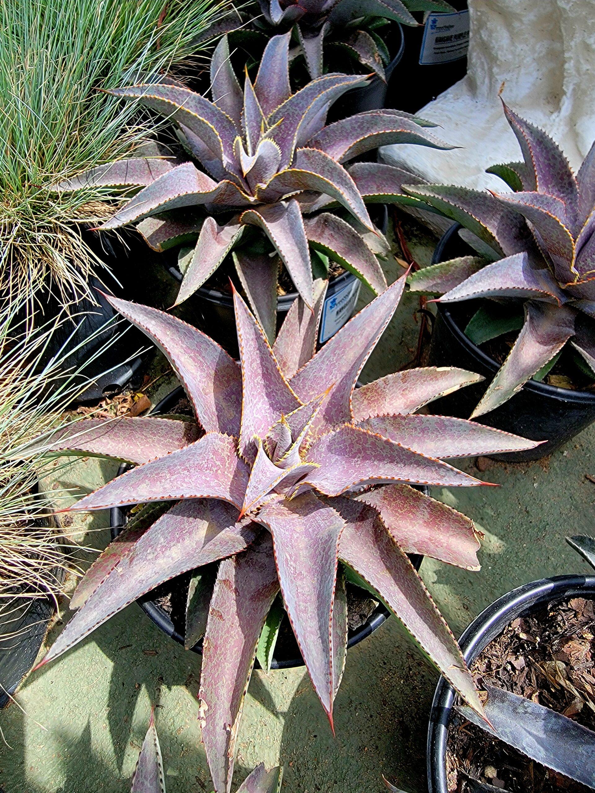 Mangave ‘Purple People Eater’ (Mangave Purple People Eater)