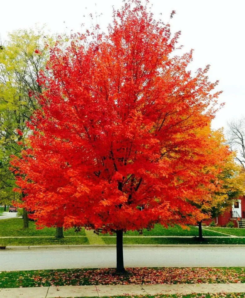 Acer Rubrum ‘April Splendour’ (April Splendour Red Maple)