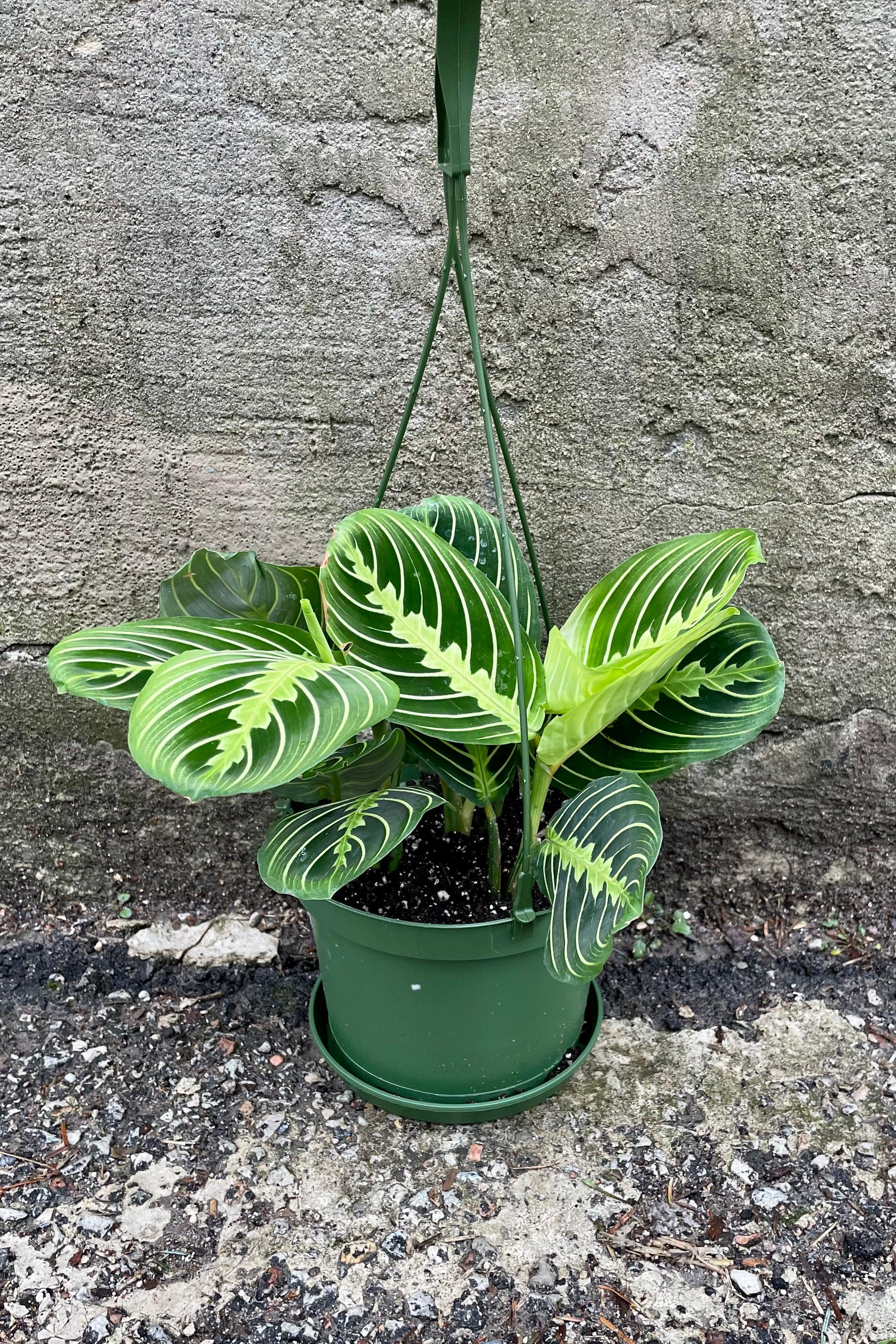 Maranta Leuconeura Var. Massangeana (Black Maranta)