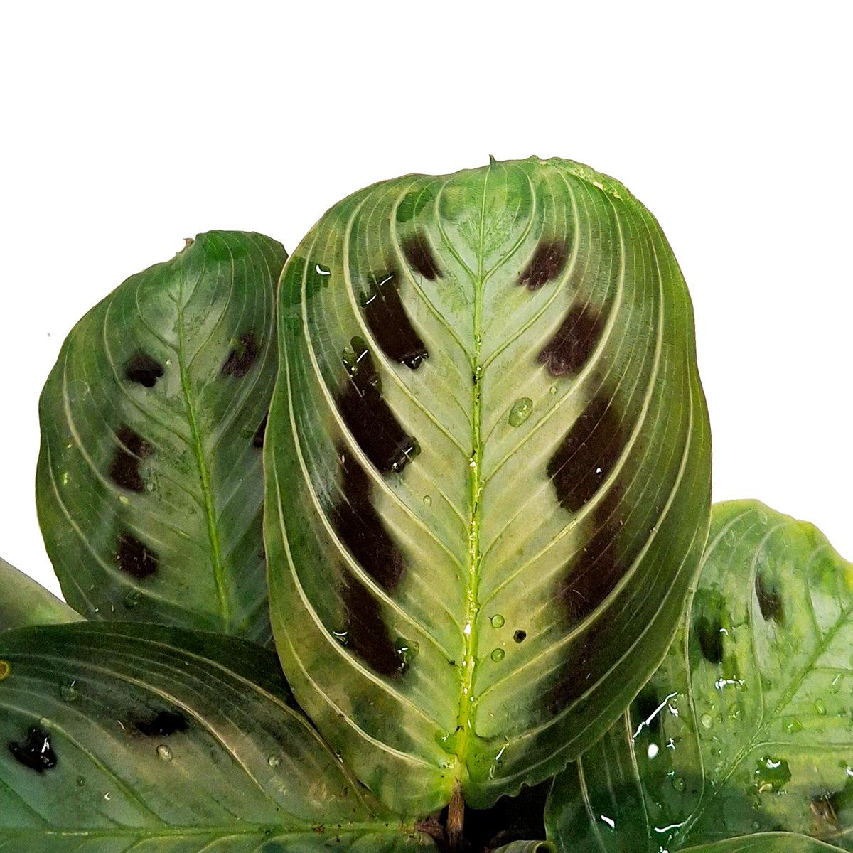 Maranta Leuconeura Var. Massangeana (Black Maranta)
