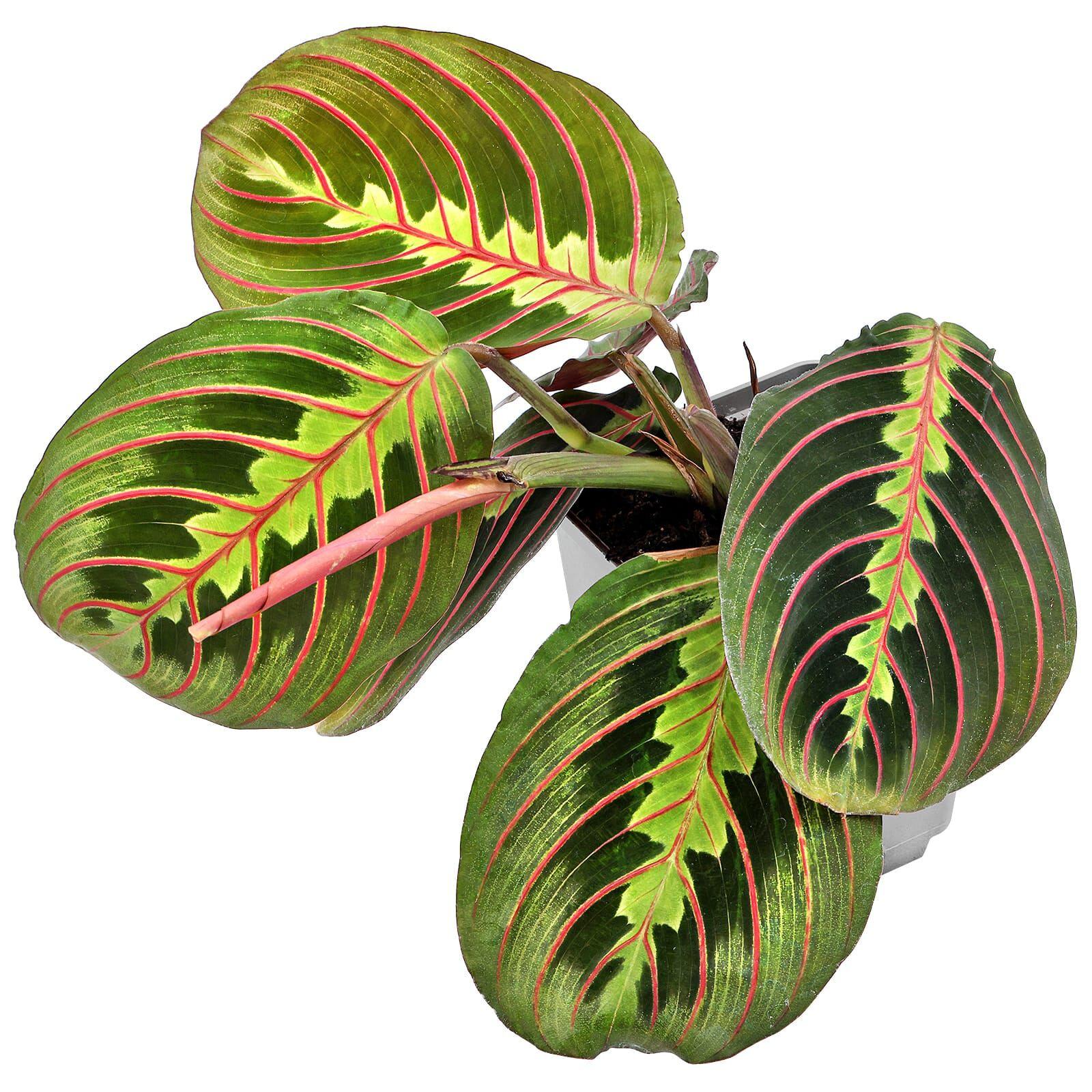 Maranta Leuconeura 'Fascinator' (Prayer Plant)