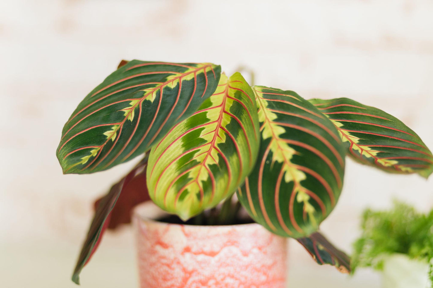 Maranta Leuconeura 'Fascinator' (Prayer Plant)