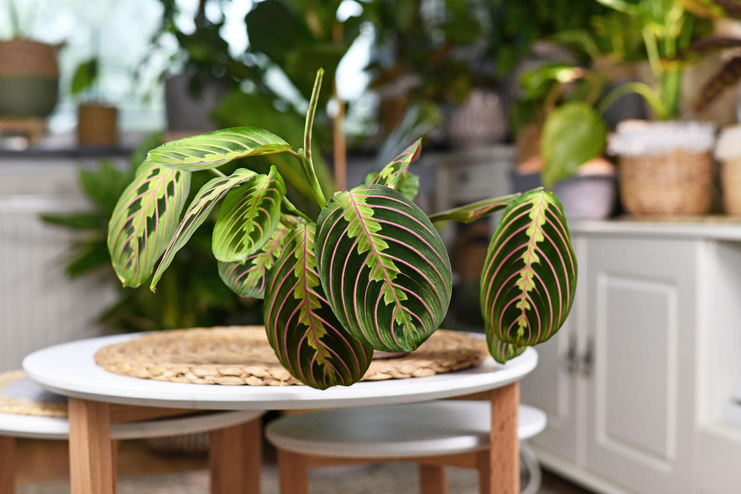 Maranta Leuconeura 'Fascinator' (Prayer Plant)