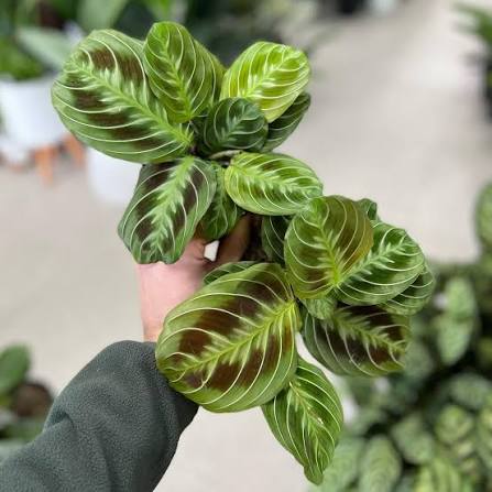 Maranta Leuconeura ‘Massangeana’ (Black Maranta)