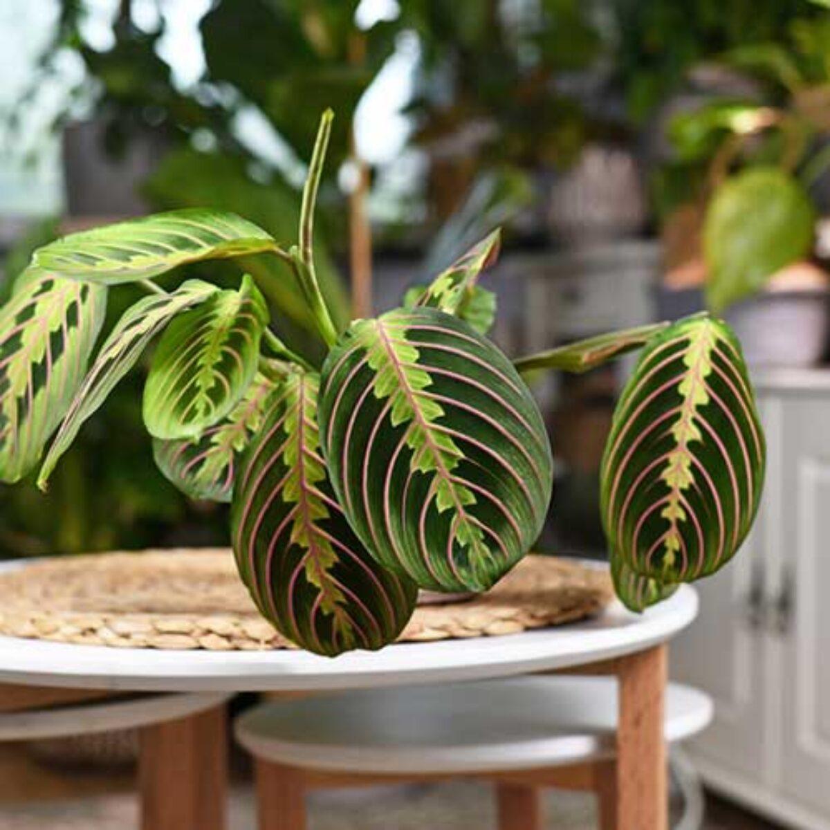 Maranta Leuconeura (Prayer Plant)