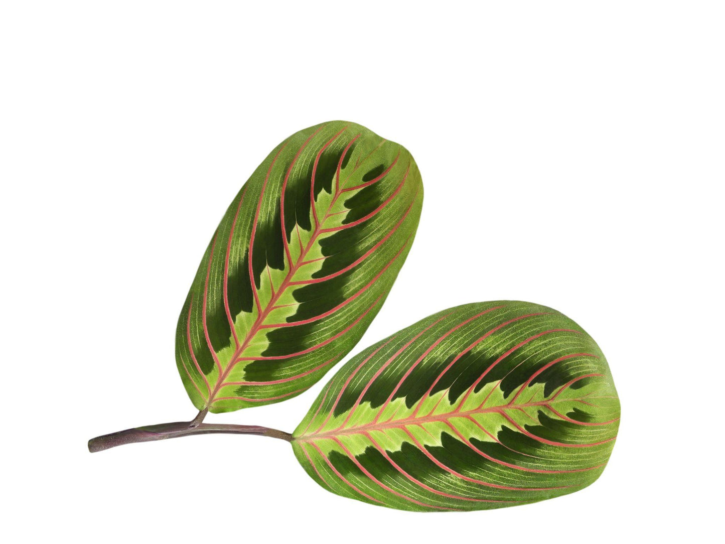 Maranta Leuconeura (Prayer Plant)