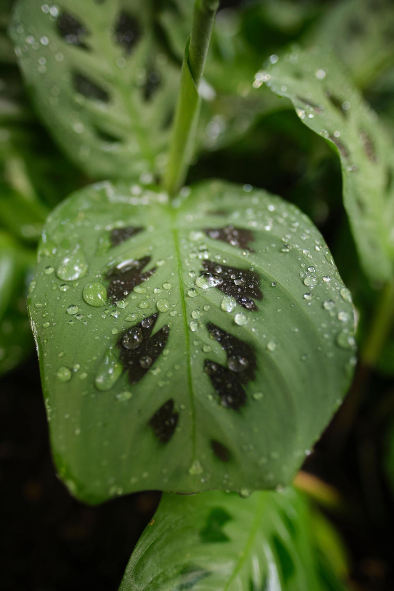 Maranta Leuconeura (Prayer Plant)