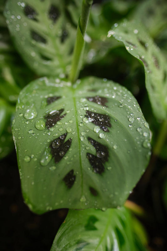 Maranta Leuconeura (Prayer Plant)