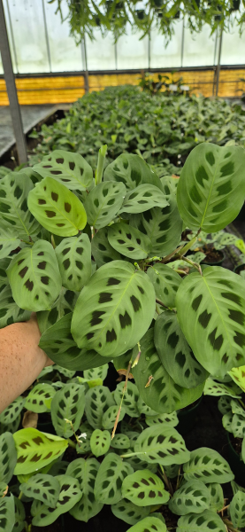 Maranta Leuconeura var. Kerchoveana (Green Prayer Plant)