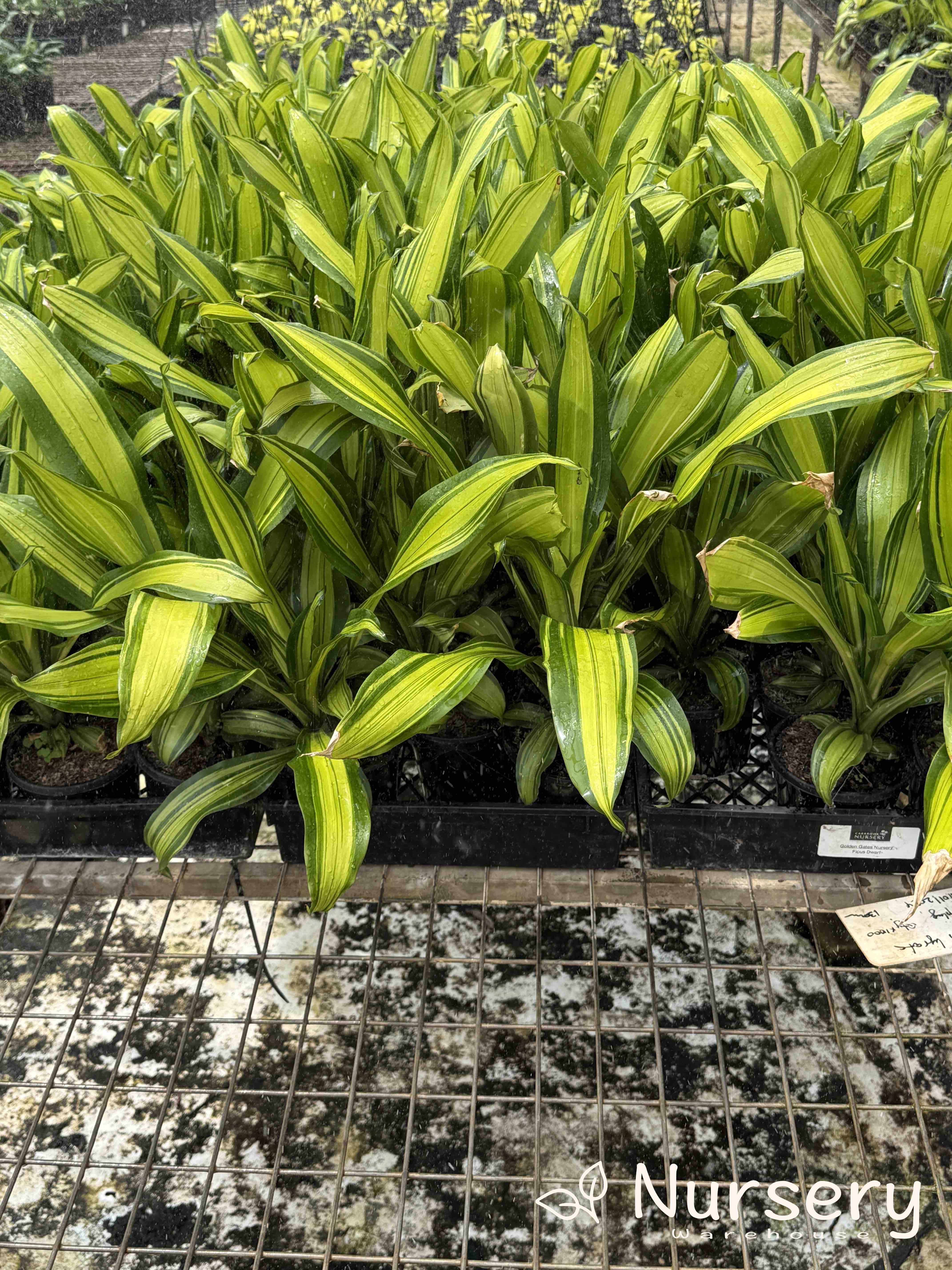 Dracaena fragrans 'Marley' (Marley Corn Plant)