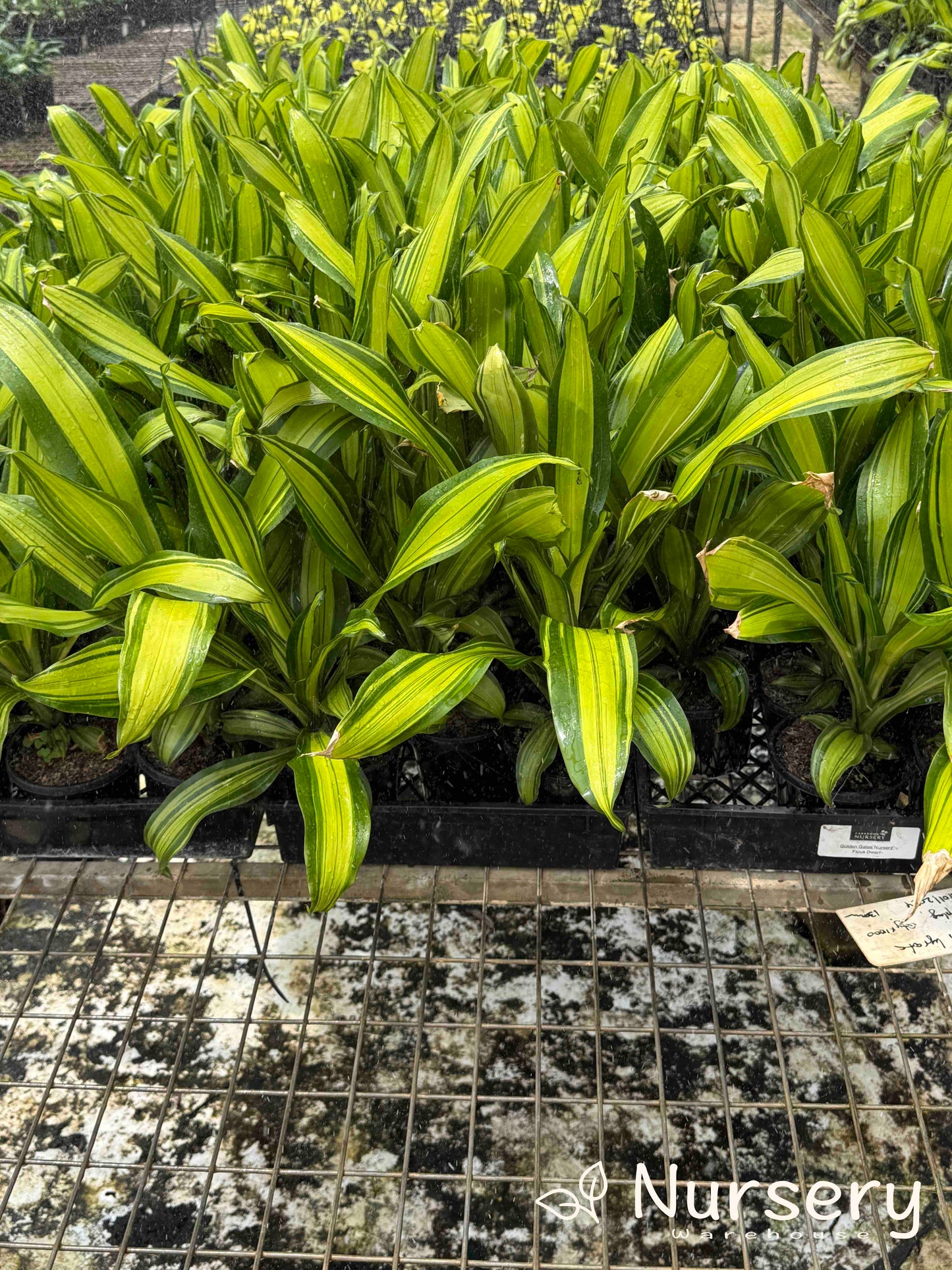 Dracaena fragrans 'Marley' (Marley Corn Plant)