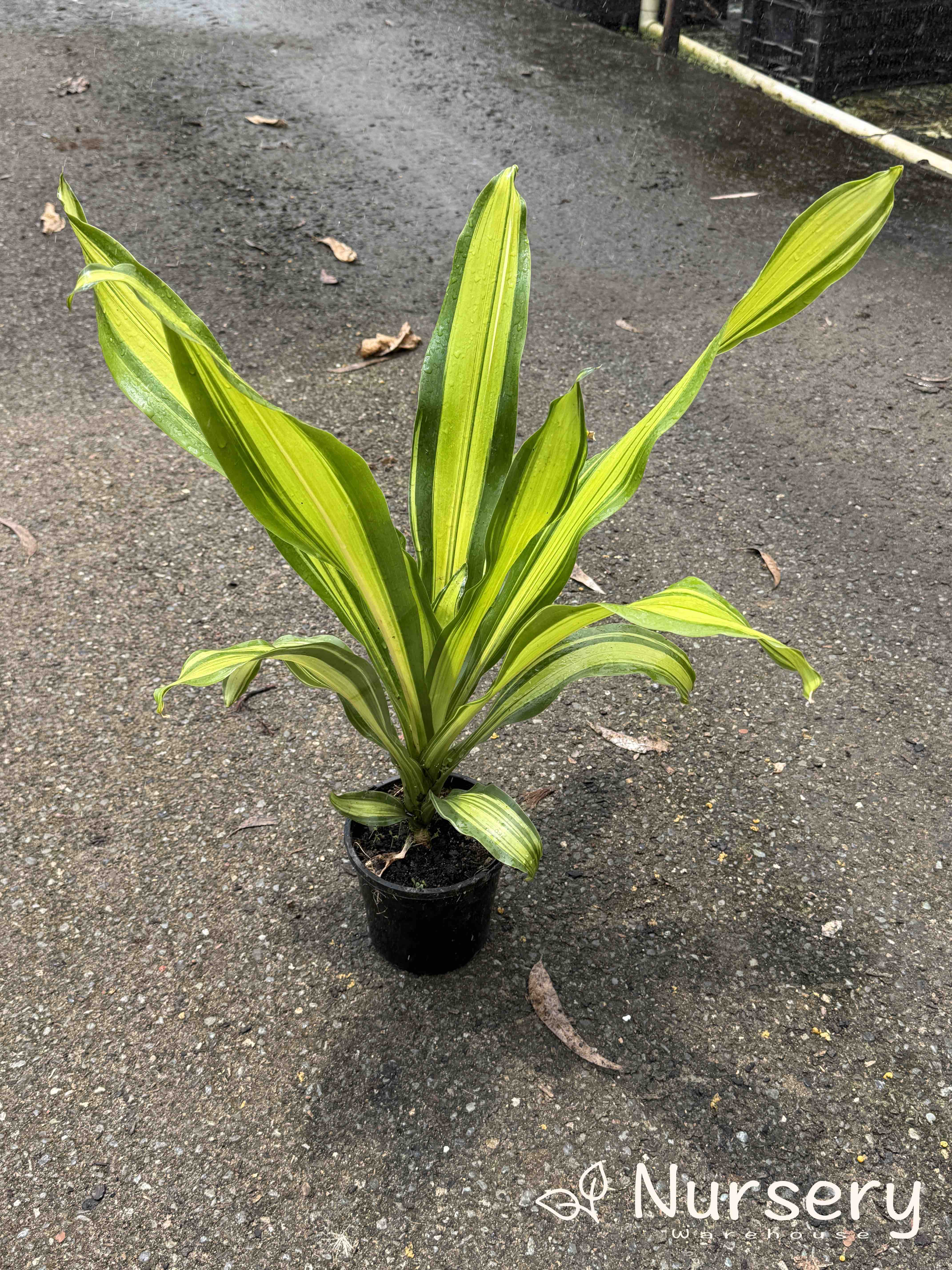 Dracaena fragrans 'Marley' (Marley Corn Plant)
