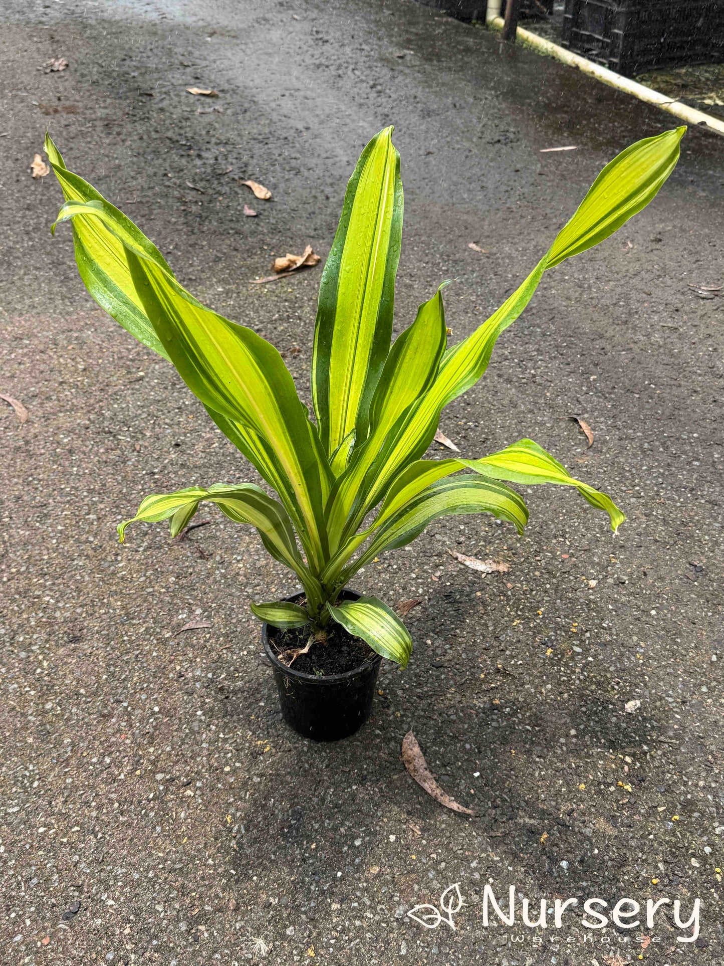 Dracaena fragrans 'Marley' (Marley Corn Plant)