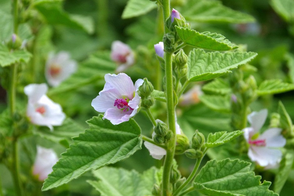 Althaea Officinalis (Marshmallow Root)
