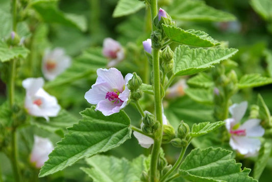 Althaea Officinalis (Marshmallow Root)
