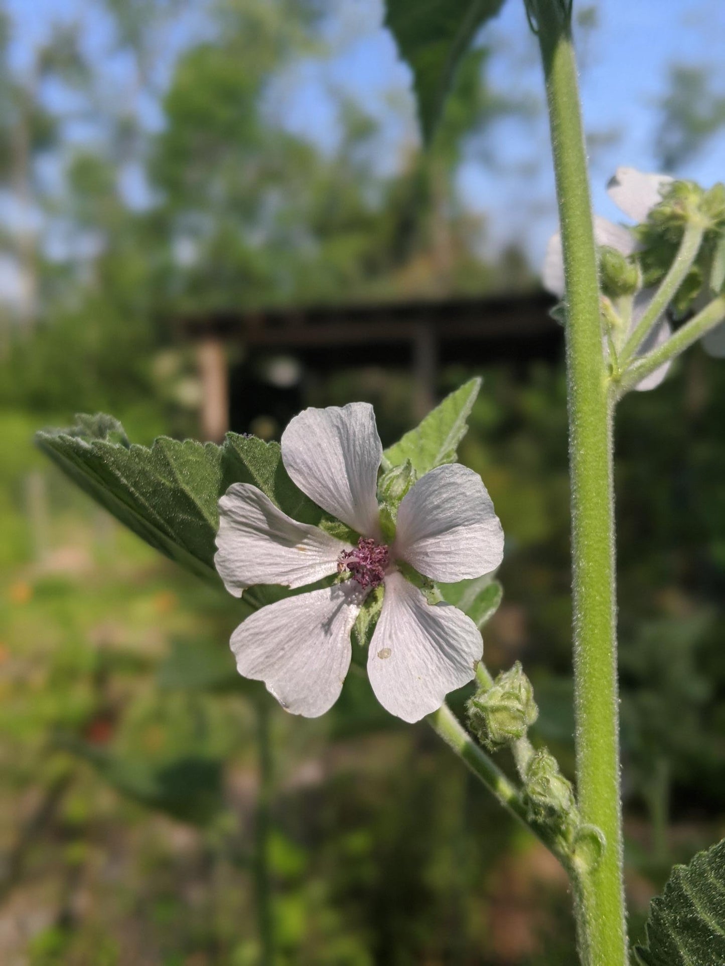 Althaea Officinalis (Marshmallow Root)