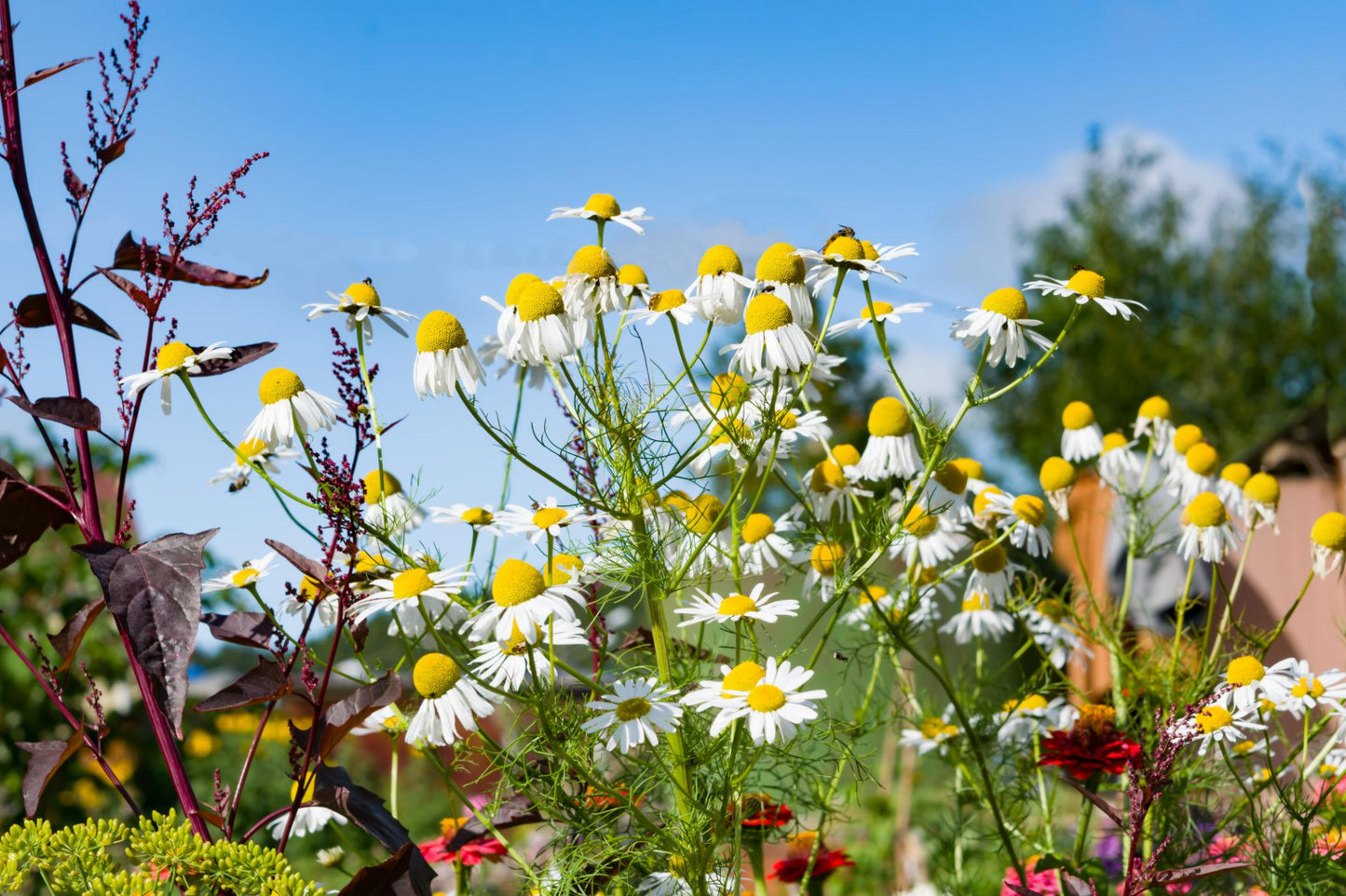 Matricaria Chamomilla (German Chamomile)
