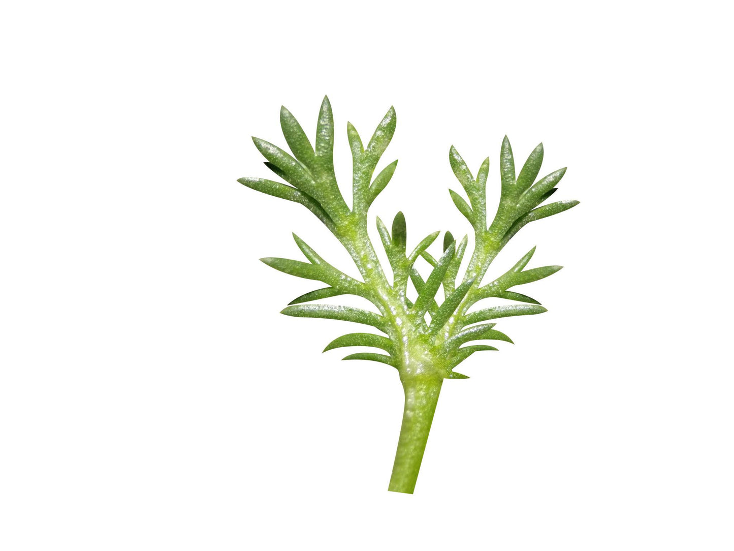 Matricaria Chamomilla (German Chamomile)