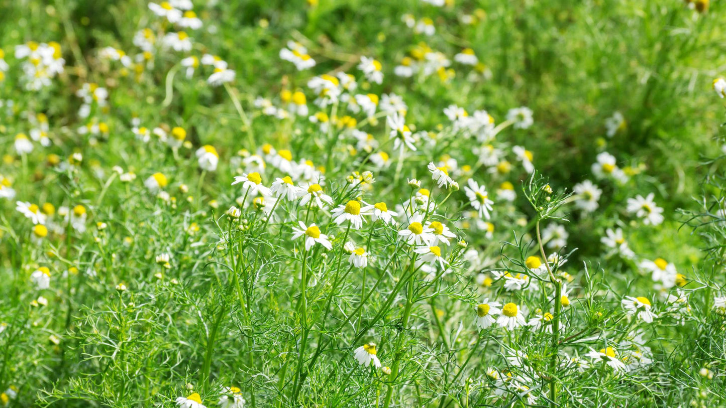 Matricaria Chamomilla (German Chamomile)