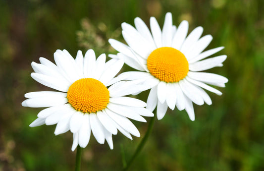 Matricaria Chamomilla (German Chamomile)