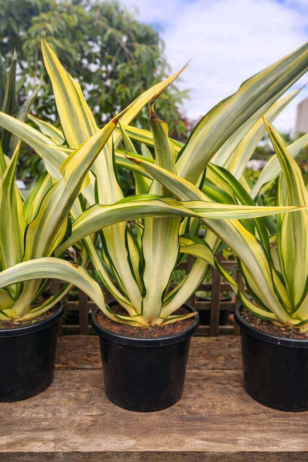 Furcraea Foetida (Mauritius Hemp)